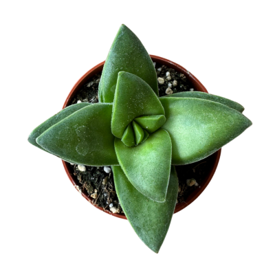 Crassula Springtime