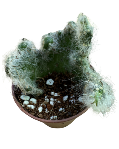 Opuntia Vestita Crestata