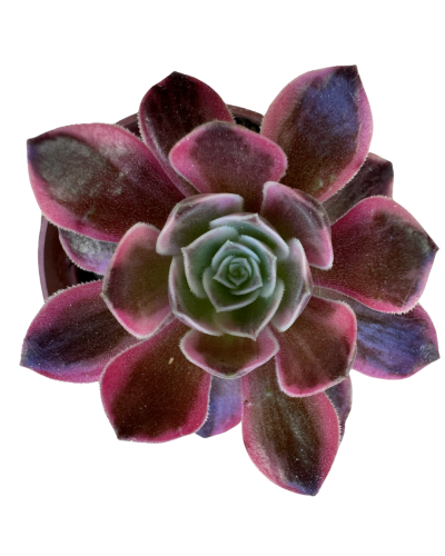 Aeonium Red King Kong With Prencise Cuntrol