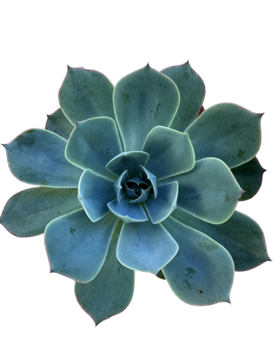 Echeveria Secunda