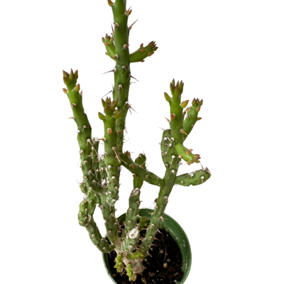 Opuntia Aurantiaca