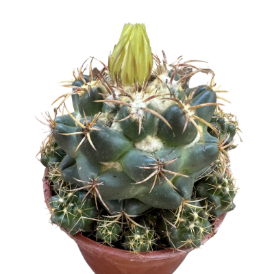 Coryphantha Elephantidens