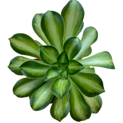 Aeonium Tongyan