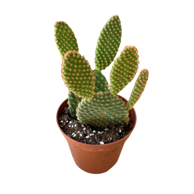 Opuntia Microdasys Tavşan Kulağı 