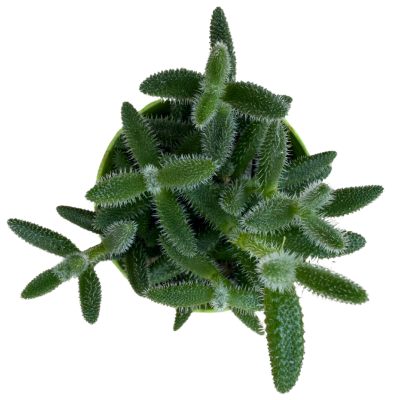 Delosperma Echinatum (Sarı Çiçek)