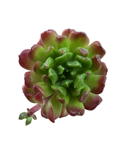 Echeveria Red Lantern