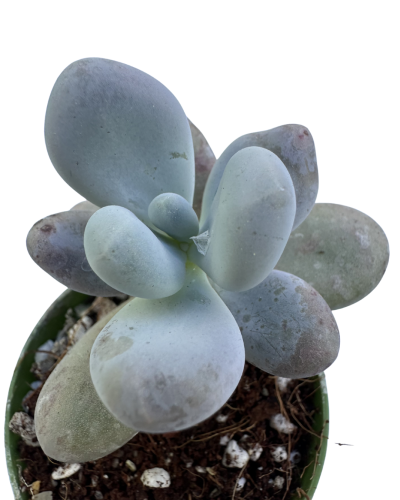 Pachyphytum Oviferum
