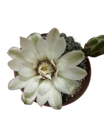 Gymnocalycium Baldanium