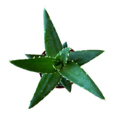 Haworthia Pentagona