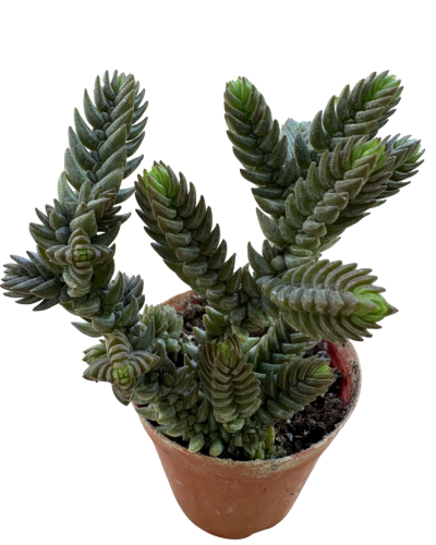 Crassula Ericoidese