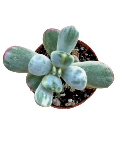 Cotyledone Orbiculata Variegata