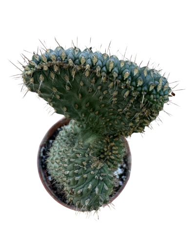 Opuntia Fulgida Cristata