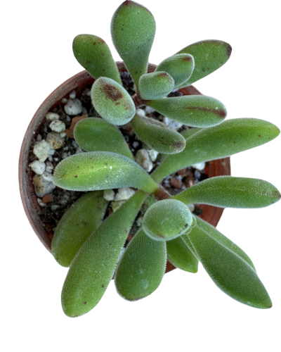 Crassula Rogersii