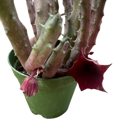 Huernia Macrocarpa-Leş Kaktüs