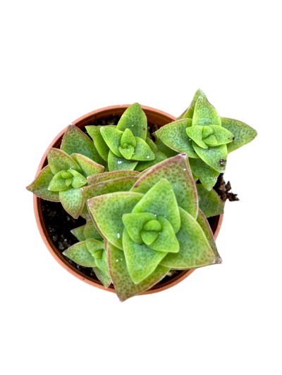 Crassula Brevifolia