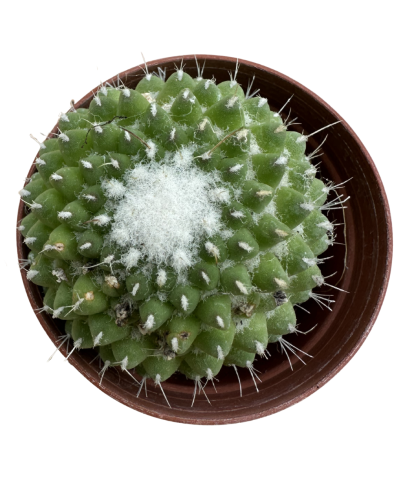 Mammillaria Polythele 