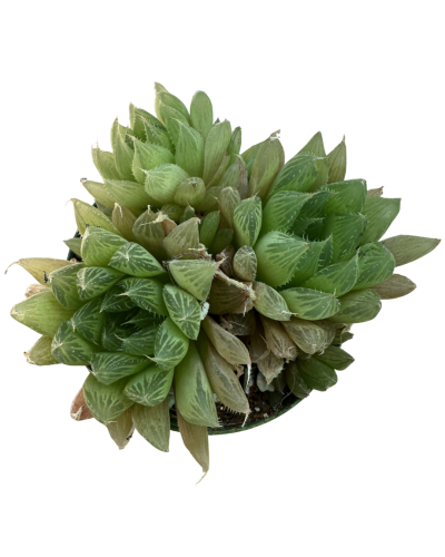Haworthia Cooperi Baker