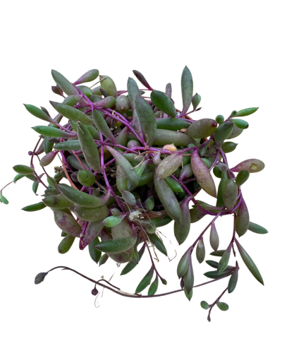 Othonna Capensis-Yakut Kolyesi