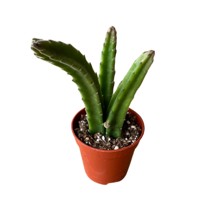 Stapelia Ambigua Leş Kaktüs Bordo Çiçek