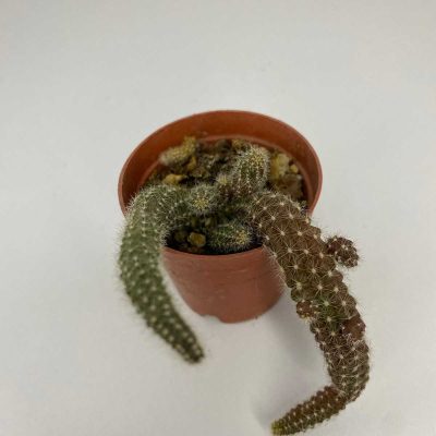 Echinopsis Chamaecereus