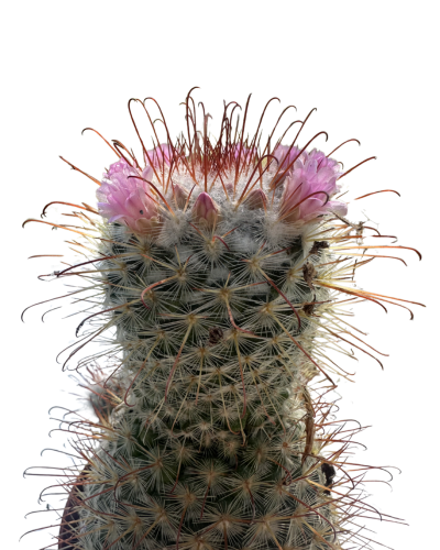 Mammillaria  Pringlei