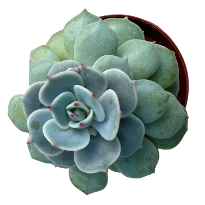 Echeveria Lola