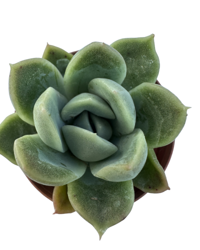 Echevria Albicans