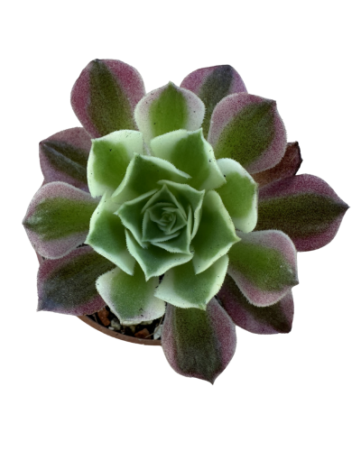 Aeonium Rever Stone