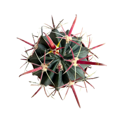 FEROCACTUS LATİSPİNUS