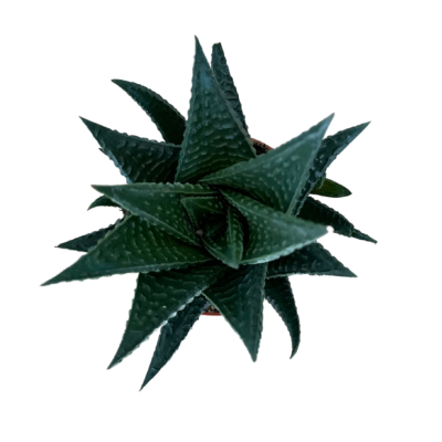 Haworthia Limifolia