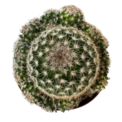 Mammillaria zeilmanniana