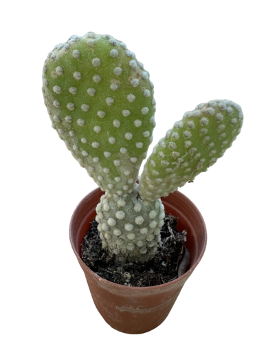 Opuntia Microdasys Albata