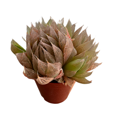 Haworthia Cooperi Baker