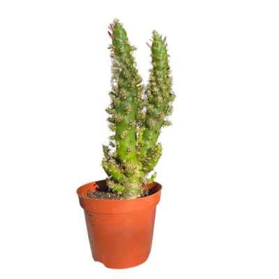 Opuntia Subulata