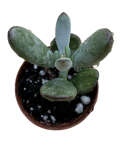 Cotyledon Orbiculata Ooohylla