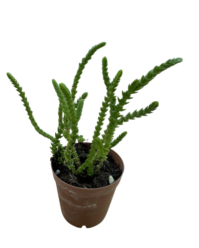 Crassula Muscosa Prenses Çamı