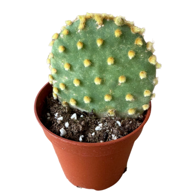 Opuntia Microdasys Tavşan Kulağı Sarı