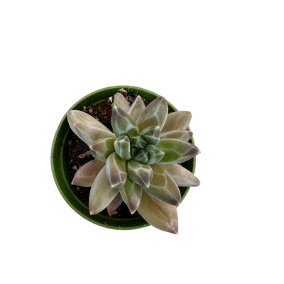 Pachyphytum Compactum