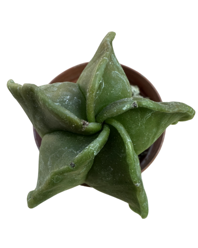 Astrophytum Myriostigma Nudum