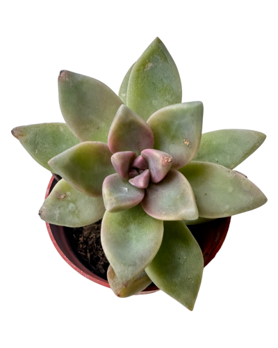 Echeveria Pikruz