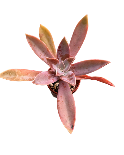 Echeveria Fred Ives