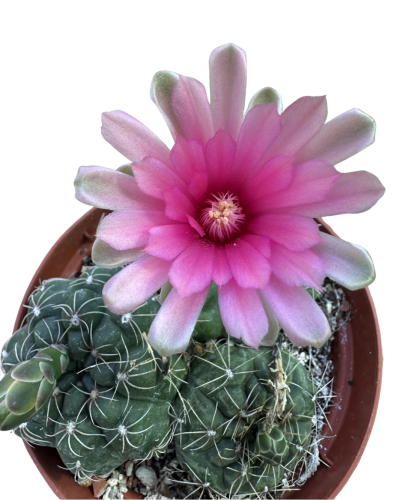 Gymnocalycium Baldanium