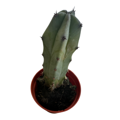 Myrtillocactus Geometrizans