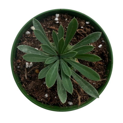 Madagaskar Palmiyesi -Pachypodium Lamerei