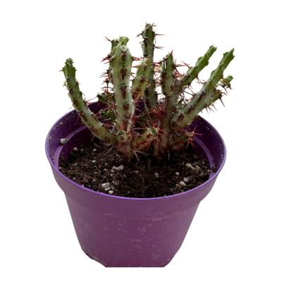 Euphorbia Aeruginosa