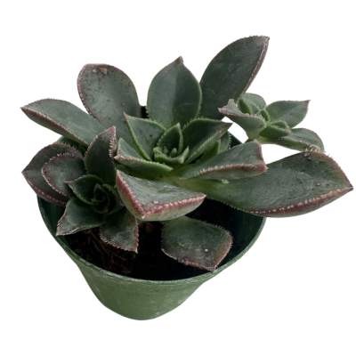 Aeonium Haworthia