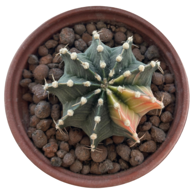 Gymnocalycium Lb 2178 Tek Dikenn