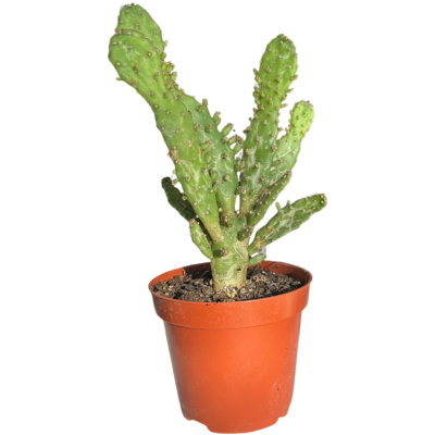 Opuntia Monacantha