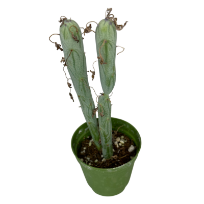 Senecio Articulatus