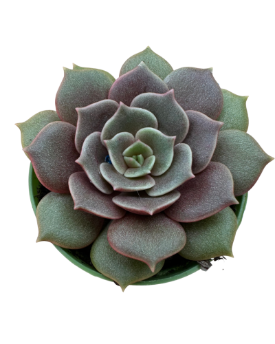 Echeveria Pink Butter Fly